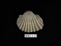 藏品(血蚶)的圖片